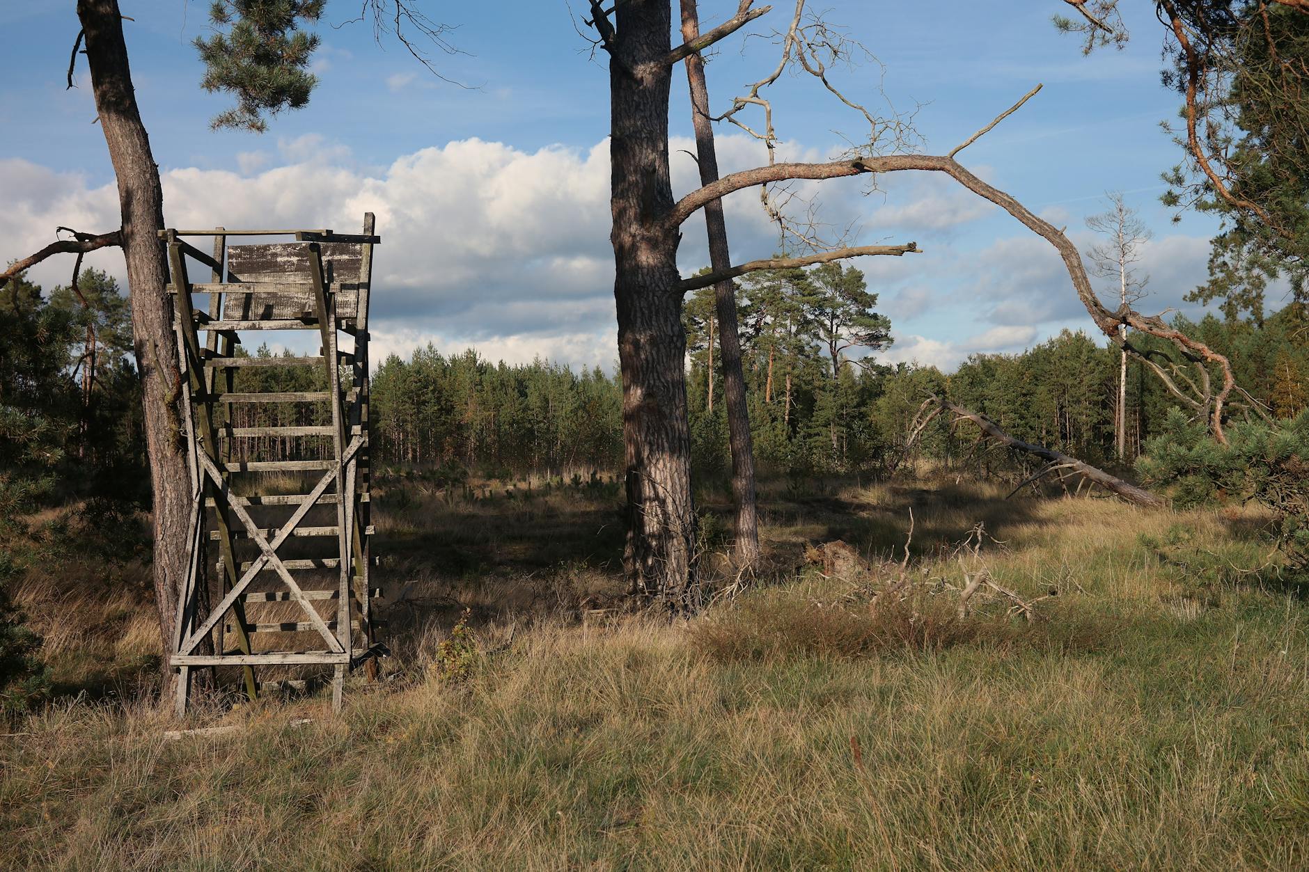 Poste de chasse en lisière de forêt