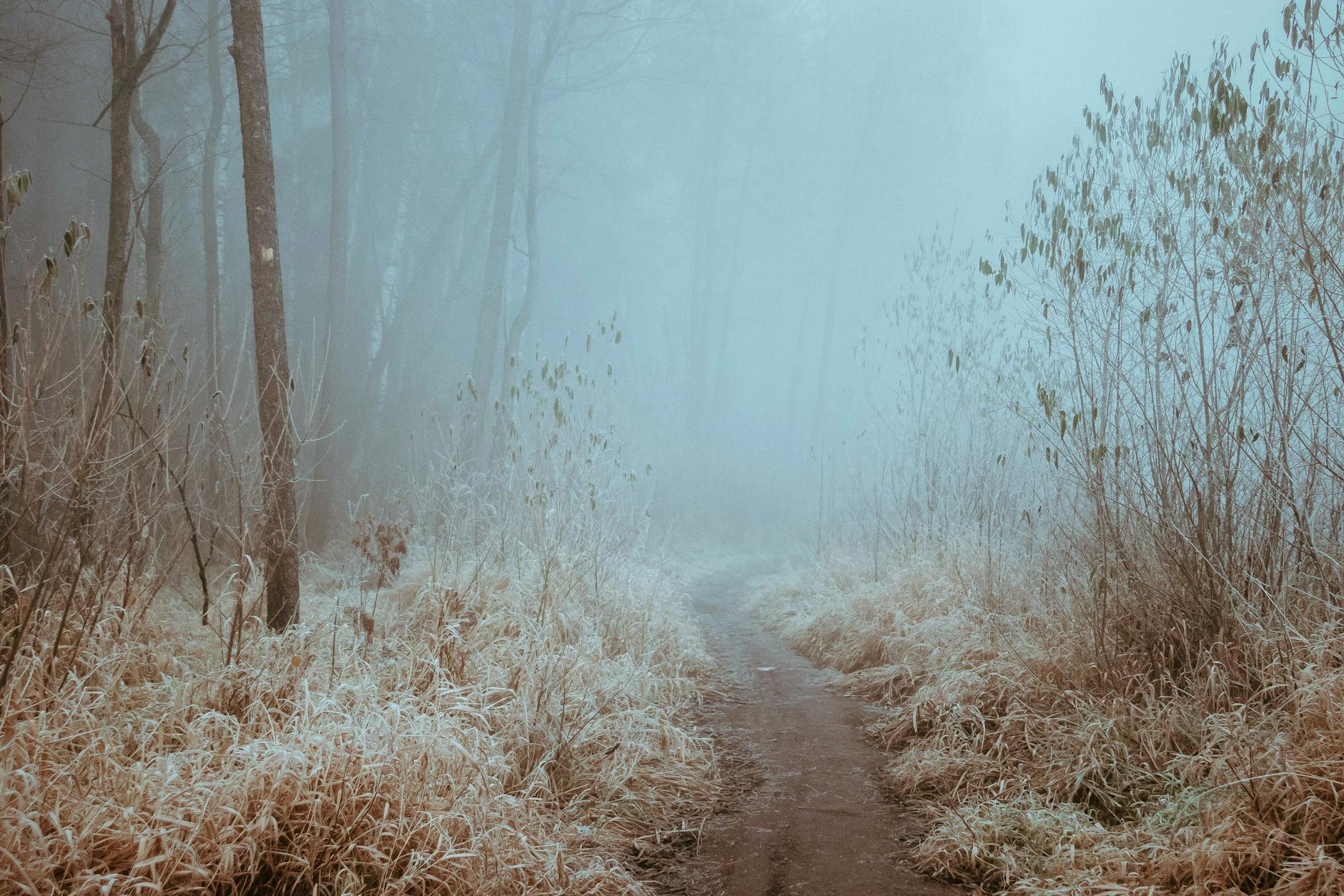 Sentier forestier dans la brume du matin