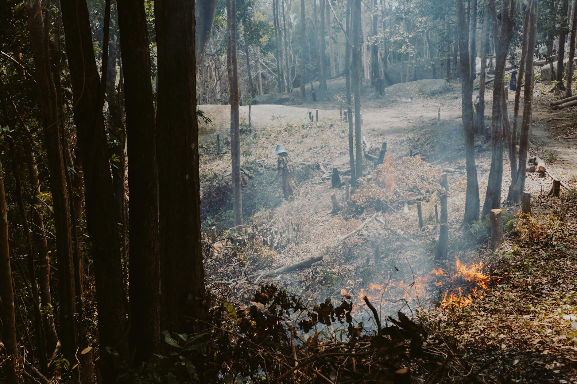 Sol sec en forêt en période de risque incendie