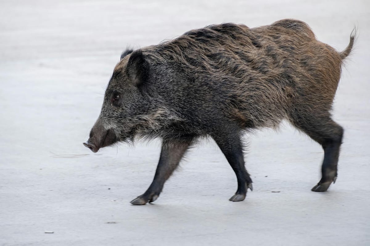 Sanglier en forêt au crépuscule — affût de chasse