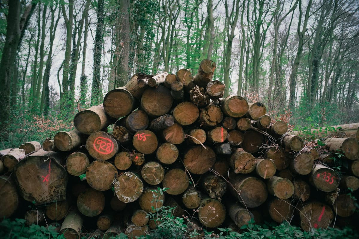Arbres marqués à la peinture pour le martelage en forêt