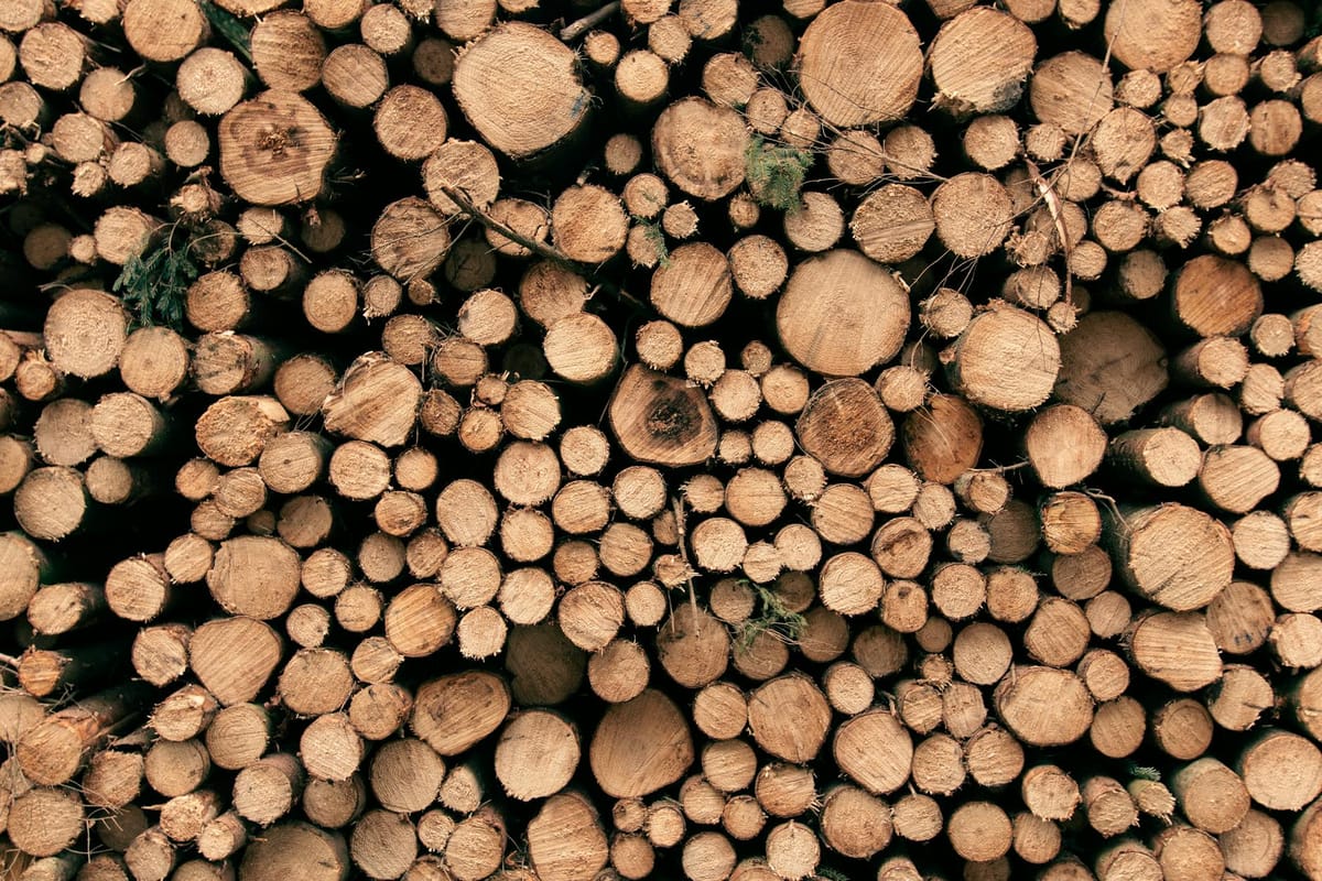 Pile de grumes de bois en bord de chemin forestier