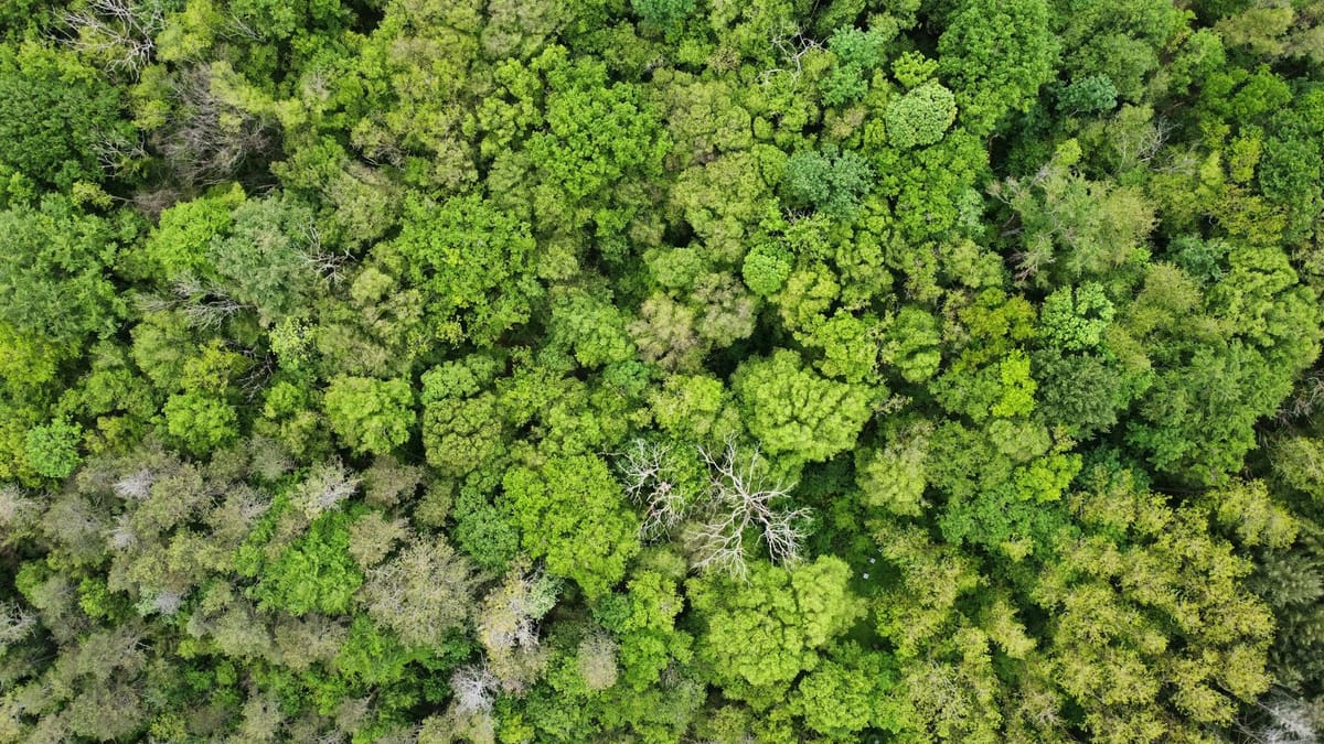 Peuplements forestiers variés vus depuis un chemin en forêt