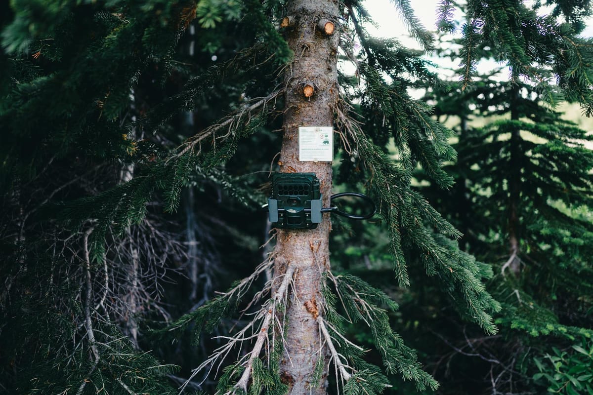Piège photo fixé sur un arbre en forêt — caméra de chasse