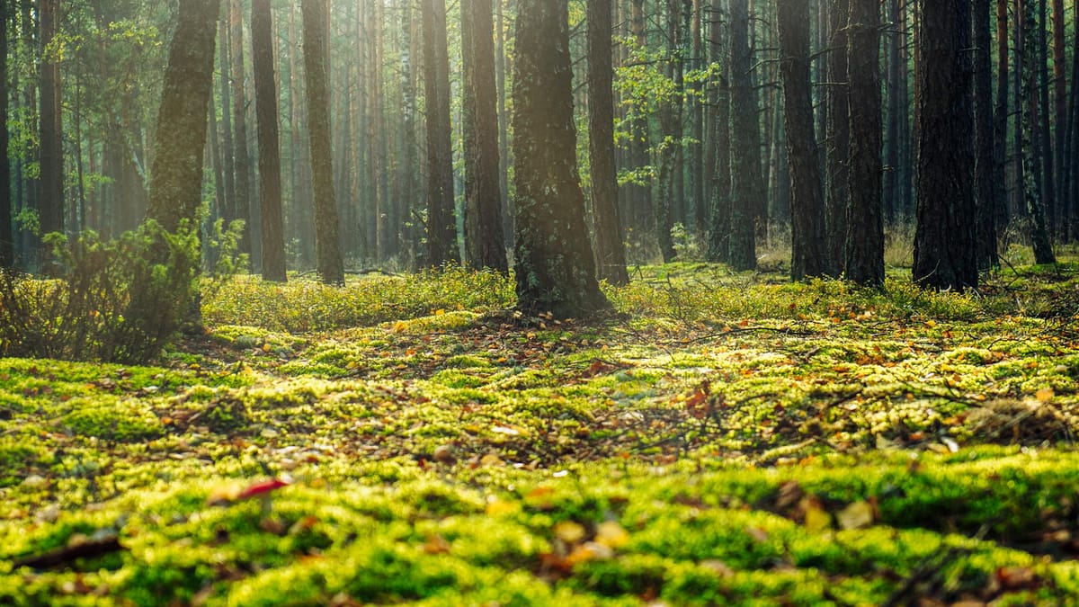 Propriétaire forestier bénéficiant d'aides pour la gestion de sa forêt