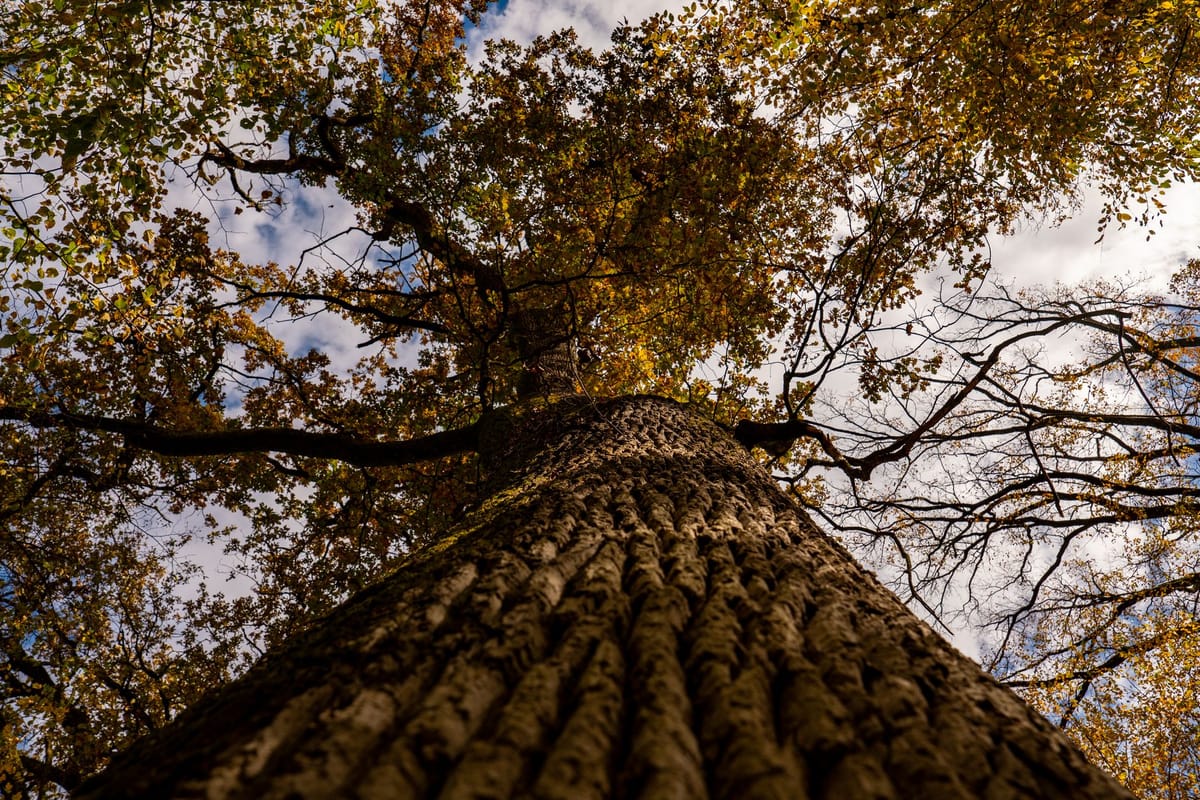 Arbre d'avenir de qualité désigné dans une futaie irrégulière