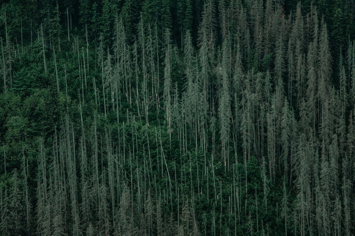 Vue aérienne d'une forêt d'épicéas dépérissante — santé des forêts
