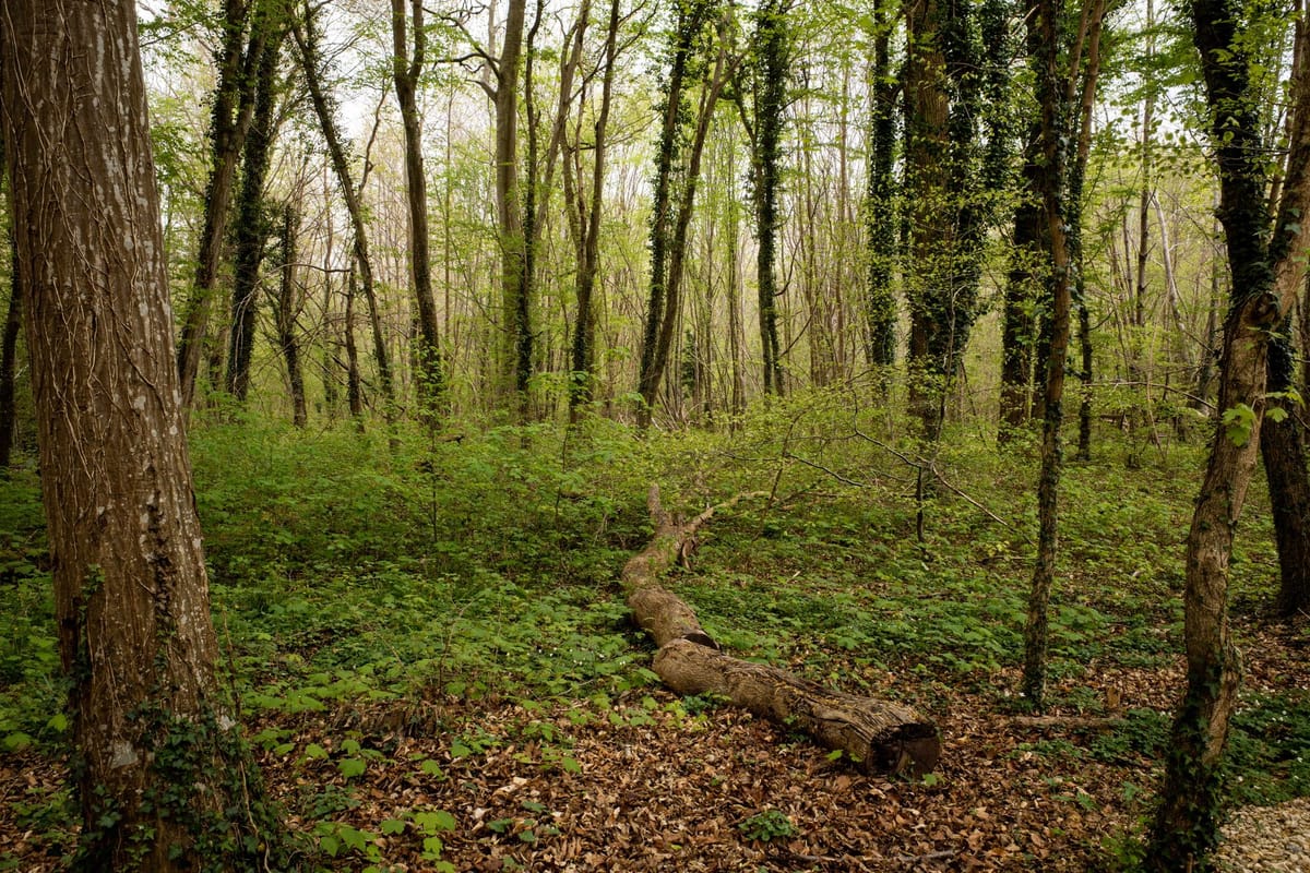 Forêt feuillue de Compiègne avec un tronc mort au sol, illustration de l'inventaire forestier national 2026
