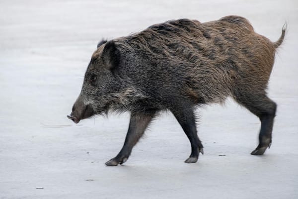 Sanglier en forêt au crépuscule — affût de chasse