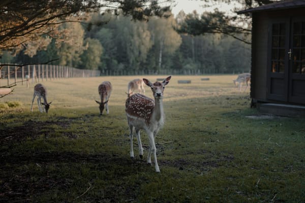 Chevreuil en lisière de forêt au lever du soleil — chasse à l'approche
