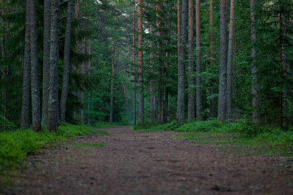 Chemin forestier avec application cartographique IGN