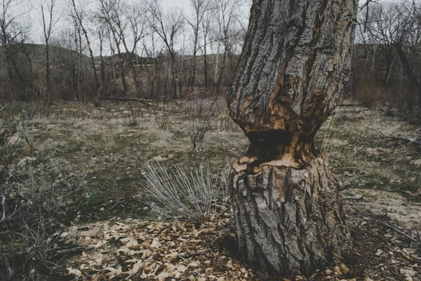 Dégâts d'écorçage par cerf sur tronc en forêt