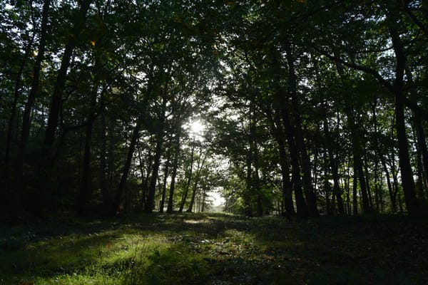 Canopée dense avec rayons de soleil filtrant à travers les arbres