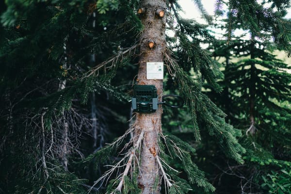 Piège photo fixé sur un arbre en forêt — caméra de chasse