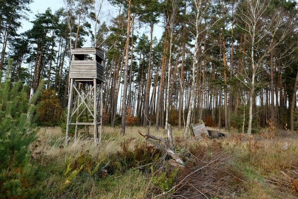 Poste de chasse en lisière de forêt à l'automne