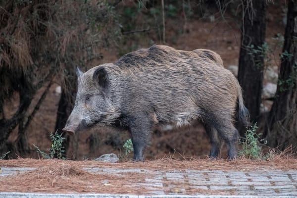 Chasseurs positionnés en ligne lors d'une battue en forêt