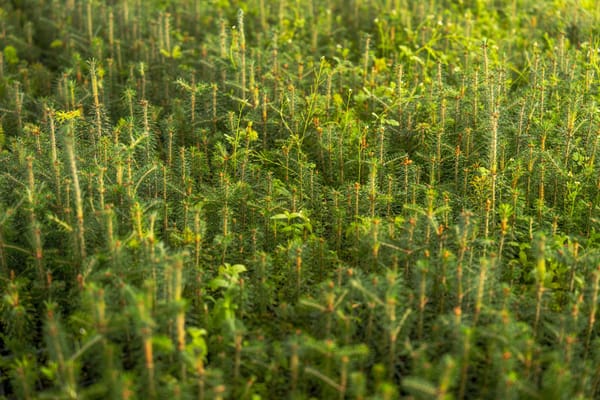 Zone de reboisement avec jeunes plants en forêt