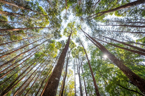 Groupement forestier d'investissement — parts et gestion collective forêt