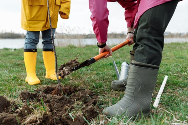 Reboisement forêt France — Plan de relance sylviculture plantation 2026