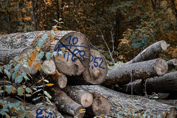 Arbre martelé pour une coupe jardinatoire en futaie irrégulière