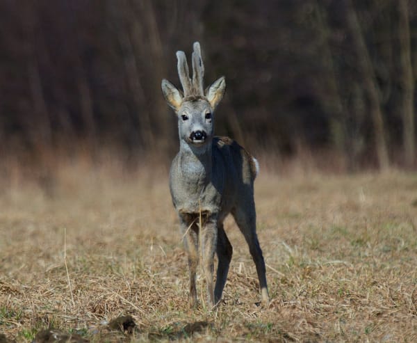 Chevreuil en lisière de forêt, enjeu de l'équilibre forêt-gibier