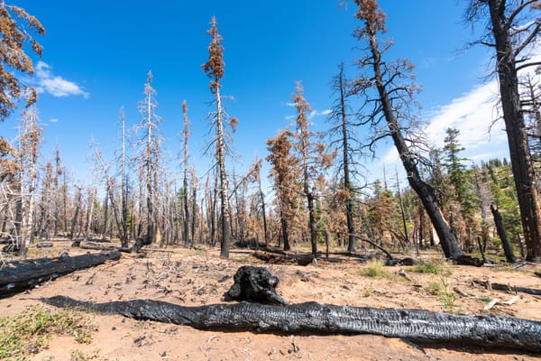Houppiers clairsemés en forêt — dépérissement forestier
