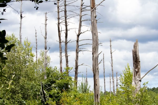 Arbres morts sur pied en forêt — mortalité forestière