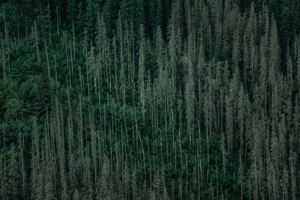 Vue aérienne d'une forêt d'épicéas dépérissante — santé des forêts
